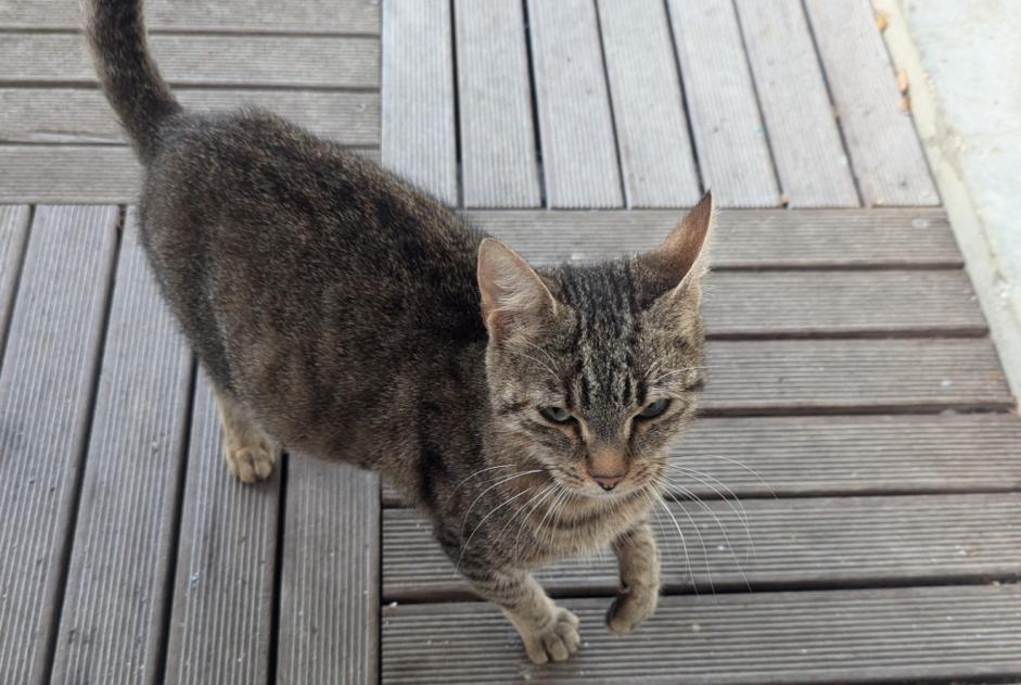 Fundmeldung Katze rassenmischung Weiblich Carnac Frankreich