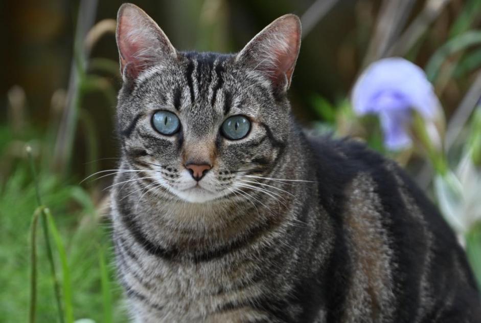 Vermisstmeldung Katze Männliche , 7 jahre Entraigues-sur-la-Sorgue Frankreich