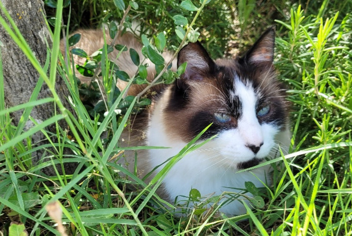 Disappearance alert Cat Male , 10 years Carpentras France