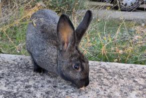 Discovery alert Rabbit Unknown Avignon France