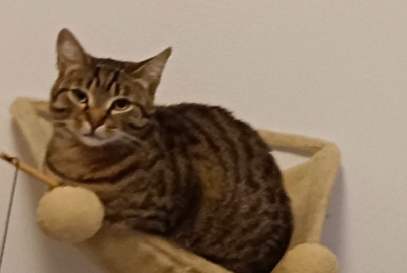 Alerta de Desaparición Gato Macho , 2 años Montpellier Francia