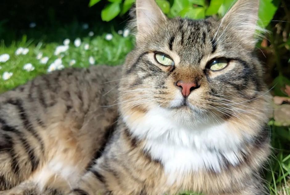 Alerta de Desaparición Gato Macho , 1 años Flers Francia