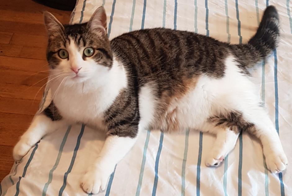 Alerta de Desaparición Gato cruce Macho , 2 años Avallon Francia