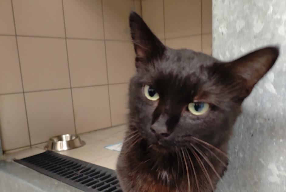 Alerta de Hallazgo Gato  Macho , 1 año Nans Francia