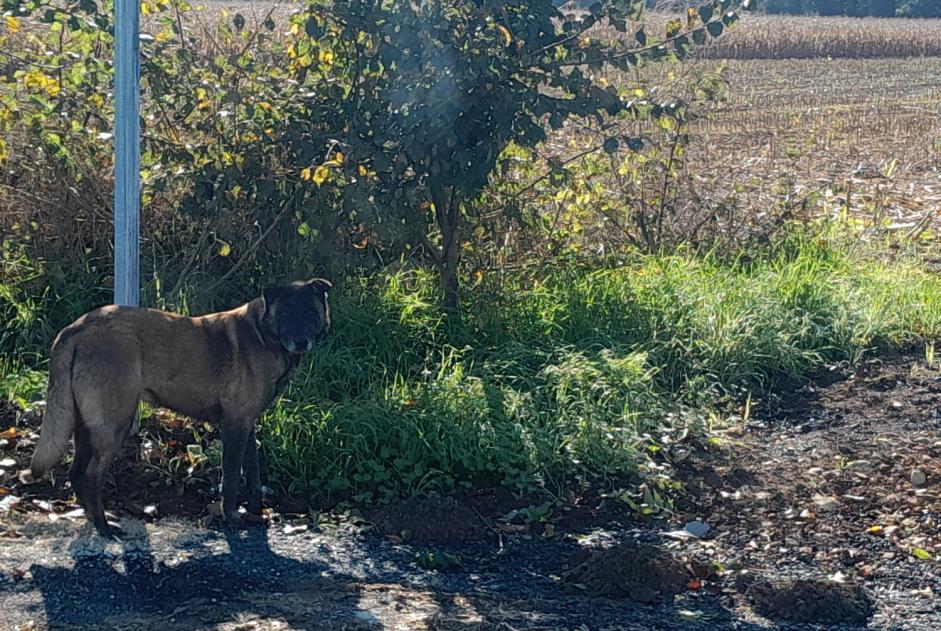 Avviso Ritrovamento Cane  Non conosciuta Benet Francia