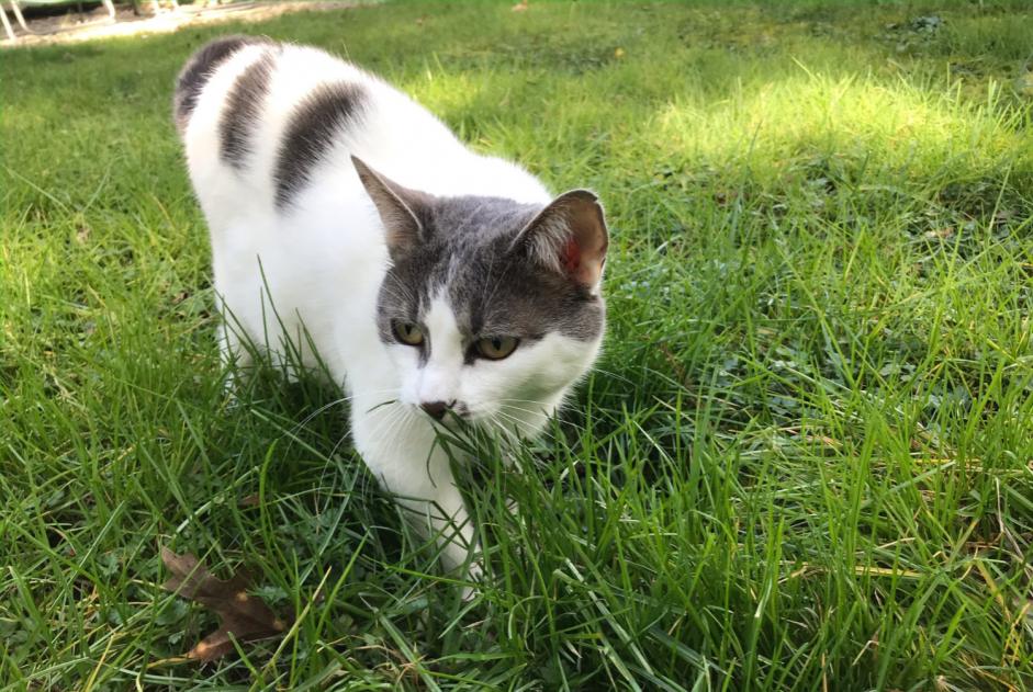 Avviso scomparsa Gatto incrocio di razze Femmina , 6 anni Palluau Francia