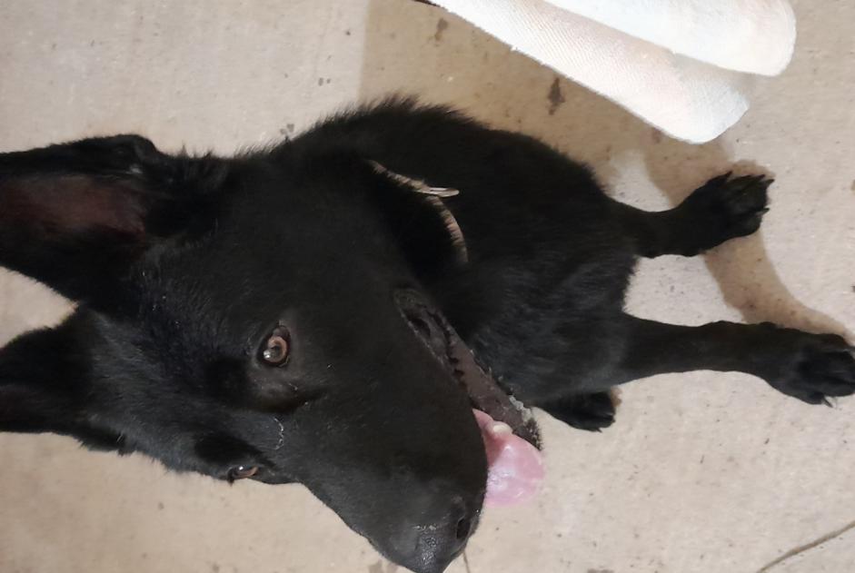 Alerta descoberta Cão  Macho Saint-Jean-de-Monts France