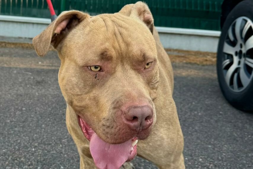 Alerta descoberta Cão cruzamento Macho Saint-Valérien France